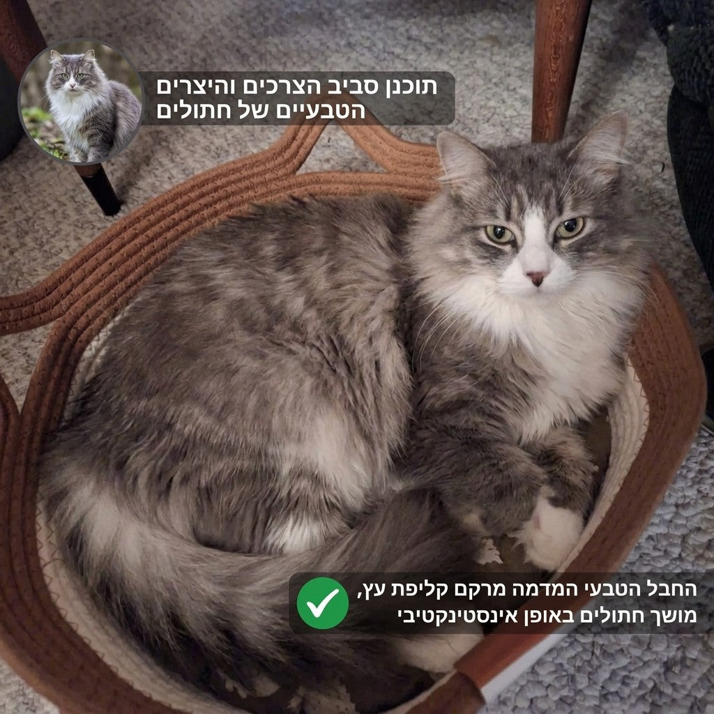 ™ClawNest | סל הגירוד הטבעי שהחתול שלכם לא ירצה לעזוב